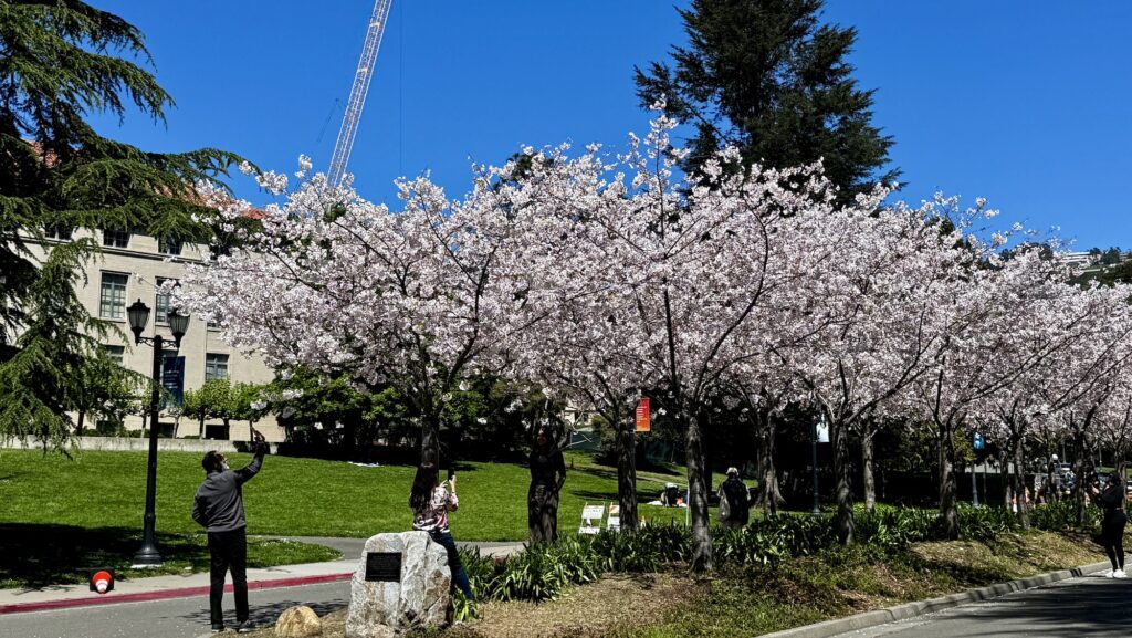 cherry blossoms blooming on the UC Berkeley campus