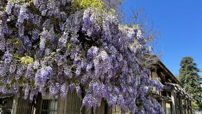 wisteria blooming in spring at First Church of Christ, Scientist in Berkeley, California