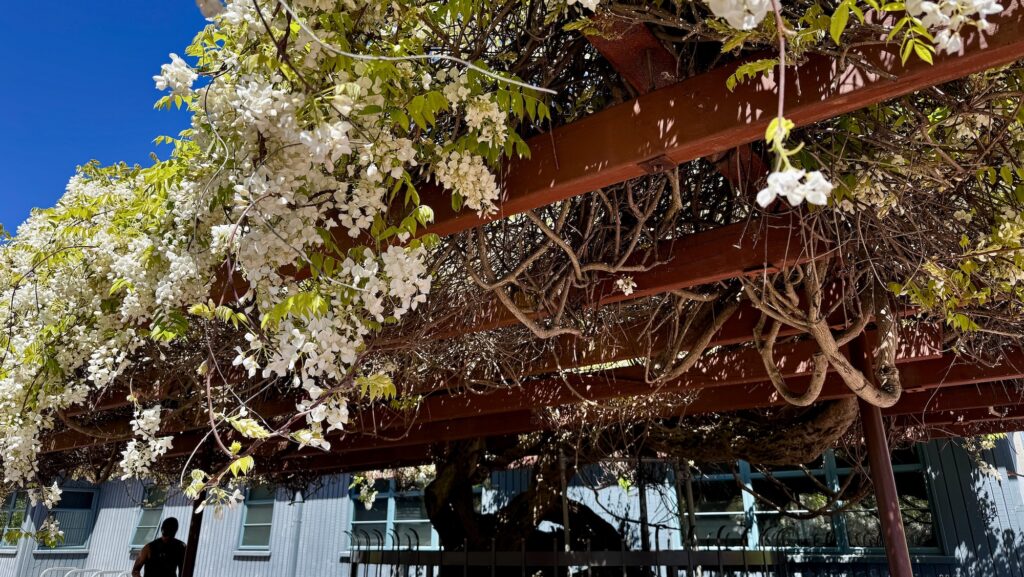 white wisteria blooming at Live Oak Park in Berkeley, California