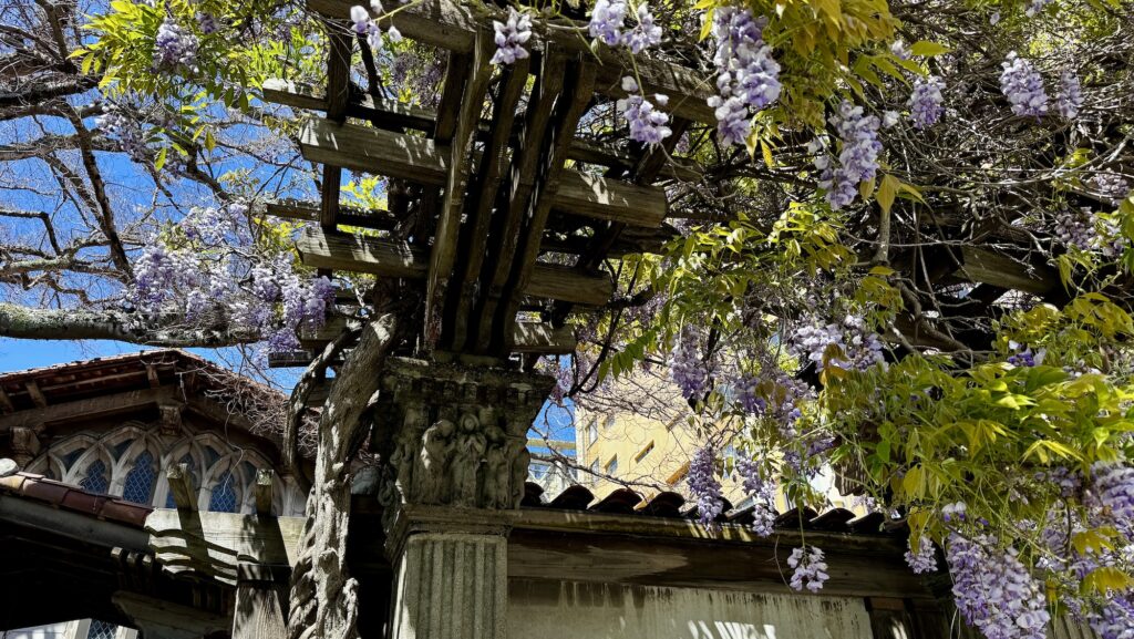 view from below of Wisteria growing on a trellis at Julia Morgan designed church in Berkeley, California