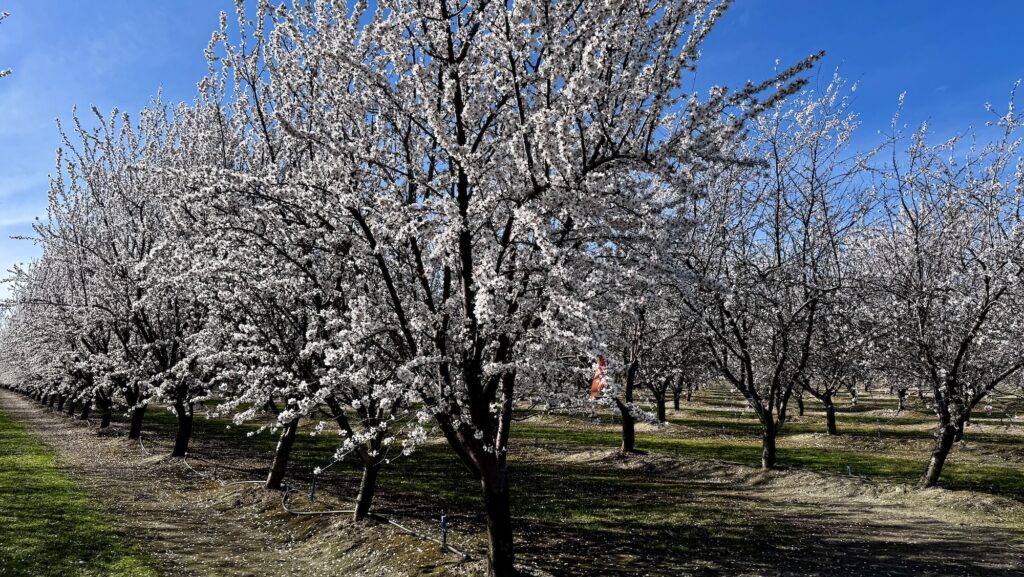 Blossoming trees in California's Central Valley